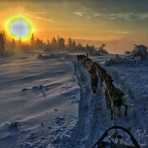 Dog Mushing, Mountain Homes, Cute House, Dog Sledding, Wild And Free, Sled, The Mountain, Alaska, Husky