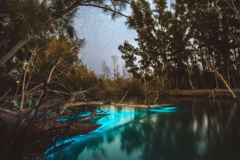 Bioluminescent kayak tours beyond the Orlando theme parks Best Bio, Clear Kayak, Indian River Lagoon, Get Up And Go, Merritt Island, Kayak Tours, Water Adventure, Indian River, Visit Florida