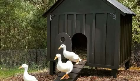 Duck Coop, Duck House, Very Happy, Coop, Ducks, Swimming Pool, Swimming, Pool, Square