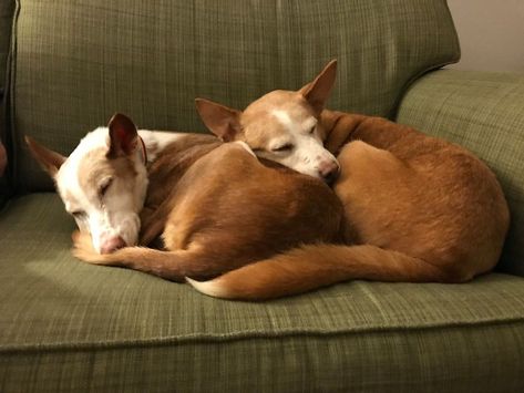 Dog Sleeping On Couch, Dogs Sleeping Together, Dogs Cuddling, Sleeping On Couch, Canine Reference, Texture References, Puppies Sleeping, Dogs Sleeping, Dog Lounge