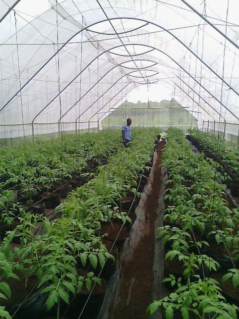 Tomato Greenhouse, Tomato Farming, Farm Lifestyle, Growing Tomatoes, Green House, Greenhouses, Small Towns, Tomatoes, Garden Design