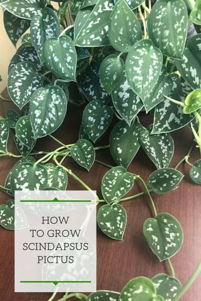 How to Grow Scindapsus Pictus - Silver Philodendron Scindapsus Pictus Care, Satin Pothos Propagation, Pothos Silver Satin, Silver Pothos Care, Scindapsus Silver Lady, Silver Pothos Plant, Satin Pothos Care, Satin Pothos Plant, Silver Philodendron