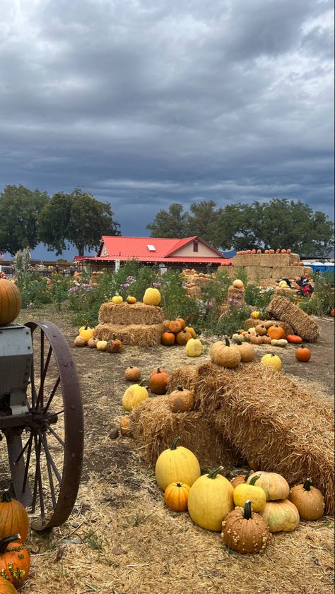 Pumpkins, pumpkin patch, farm Pumpkin Patch Farm, Mood 2024, Pumpkin Farm, Girls Pin, Drawing Inspo, Birds Eye View, Fall 2023, Birds Eye, Top View