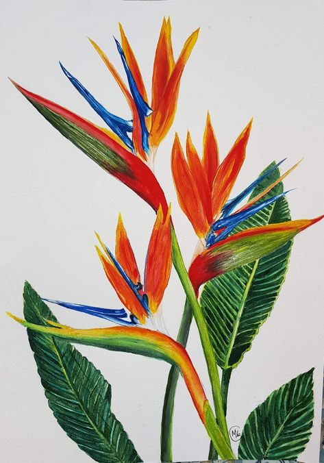 Bird Of Paradise Plant Drawing, Birds Of Paradise Painting, Birds Of Paradise Plant, Bright Colors Art, Botanical Flowers Print, Birds Of Paradise Flower, Abstract Flower Art, Watercolor Flower Art, Art Tropical