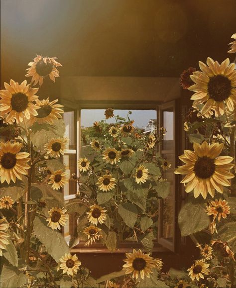 Sunflower Pfp, Sunflowers Aesthetic, Sunflower Aesthetic, Cottagecore Witch, Environmental Movement, Giant Sunflower, Sunflower Photography, Aesthetic Dark Academia, Hippie Homes