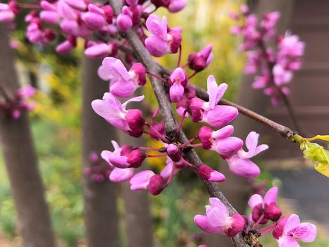 Redbud, a Bold and Beautiful Tree with Edible Flowers - Eat The Planet Cercis Canadensis, Eastern Redbud, Identify Plant, Redbud Tree, Red Bud, Tree Flowers, Beautiful Pink Flowers, Wild Edibles, Ornamental Trees