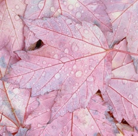 Pink Fall Aesthetic Widget, Pink Fall Vibes, Christmas Tree Ideas Natural, Pink Autumn Wallpaper, Fall Aesthetic Pink, Pink Fall Leaves, Iphone Esthetics, Pink Autumn Aesthetic, Pink Fall Wallpaper