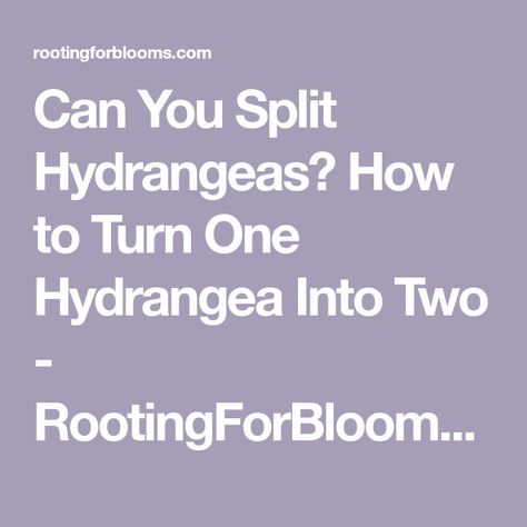 Can You Split Hydrangeas? How to Turn One Hydrangea Into Two - RootingForBlooms.com How To Split, Types Of Hydrangeas, Smooth Hydrangea, Hydrangea Bush, Panicle Hydrangea, Climbing Hydrangea, Small Shrubs, Root Growth, Root System