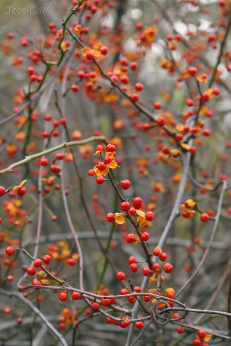 Bittersweet Decor, American Bittersweet, Autumn Berries, Bittersweet Symphony, Bittersweet Plant, Berries Photography, Privet Berries, Bittersweet Vine, Invasive Plants