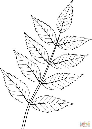 Ash Leaves, Hibiscus Flower Drawing, Pyrography Ideas, Ash Leaf, Leaves Sketch, Leaf Coloring Page, Easy Cartoon Drawings, Tree Species, Ash Tree