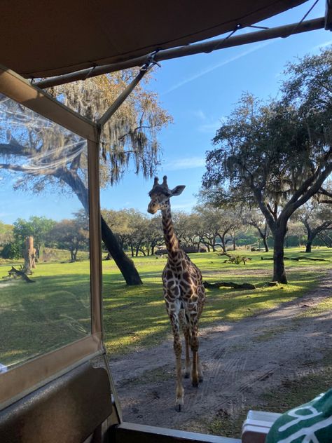 Animal Kingdom Aesthetic, Kingdom Aesthetic, Animal Kingdom Safari, Giraffe Safari, Animals Giraffe, Disney World Planning Guide, Disney Orlando, Disney World Planning, Aesthetic Tiktok