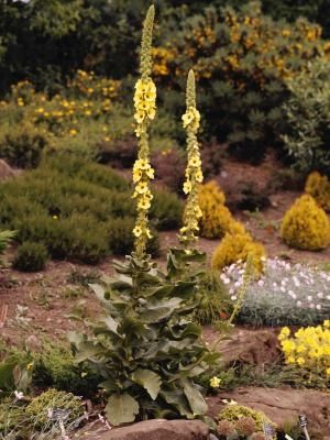 When to Harvest Mullein Leaves How To Harvest Mullein Seeds, Mullein Tea, Medicinal Wild Plants, Medicinal Weeds, Harvesting Herbs, Garden Remedies, Edible Wild Plants, Herbal Apothecary, Healing Plants