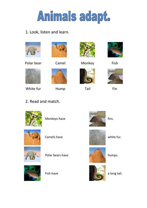 Structural Adaptations, Animal Adaptation, Plants Worksheets, Animals And Their Habitats, Animal Adaptations, Animal Worksheets, Math Coloring, Animal Habitats, Bar Graphs