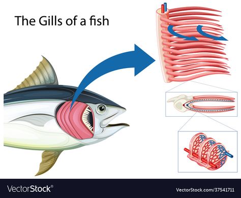 Fish Gills, Primary Science, Fish Vector, Cartoon Fish, Fish Illustration, Body Systems, Vector Art, Adobe Illustrator, Grilling