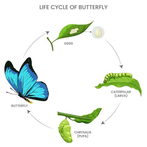 Butterfly life cycle, egg, caterpillar, pupa, adult. Metamorphosis from crawling to flying Metamorphosis Aesthetic, Cycle Drawing, Life Cycle Of A Butterfly, Butterfly Metamorphosis, Butterfly Life Cycle, Screen Video, Green Screen Video Backgrounds, Ap Art, Cityscape Photos