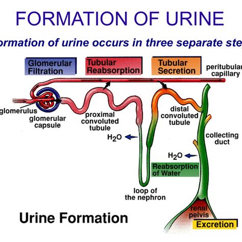 #urine #fyp #science_online #hebasoffar #viral #foryou #usa #scienceonline #trending The formation of urine is necessary for maintaining the chemical and fluid balance of the body, It ensures the elimination of harmful substances, regulates essential electrolytes and pH levels, supports normal blood pressure, and conserves vital nutrients. Without proper urine formation, the body would quickly accumulate toxins and waste, leading to severe health problems. https://www.online-sciences.com/h... Urine Formation Flow Chart, Urine Formation, Normal Blood Pressure, Body Fluid, Ph Levels, Health Problems, Blood Pressure, Physics, Science