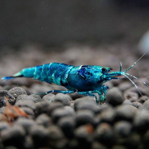 Crystal Shrimp, Shrimp In Ocean, Blue Shrimp, Pet Shrimp, Blue Shrimp Aquarium, Blue Acara Cichlid, Mini Aquarium, Shrimp Tank, Crustaceans