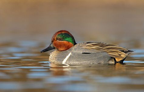 Duck Species, Teal Duck, Duck Pictures, Duck Photo, Green Wing, Bird Hunting, Download Image, Photo Download, Bird Feathers