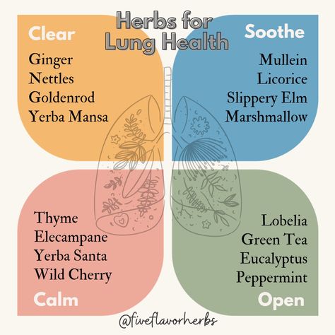 🌬️Changing weather, fall allergies, new bugs circulating... it's the season to take care of our lungs 🫁 🌿 The herb world has so many helpful tools for the respiratory tract. While infographics can never include all of the available options, understanding herbal categories can help us build formulas using what we have on hand to... *Clear phlegm *Sooth mucosa *Calm a cough *Open the airways Clear Mucus, Clear Lungs, Getting Rid Of Phlegm, Fall Allergies, Natural Decongestant, Lung Health, Healthy Lungs, Medical Herbs, Lungs Health