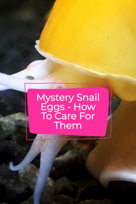 Mystery Snail Care, Aquarium Snails, Snail Shell, Aquarium Fish