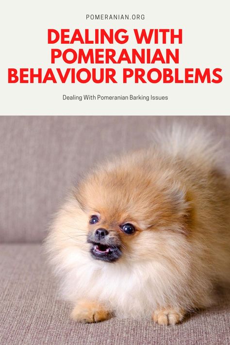 Dealing with Pomeranian Behaviour Problems. #dochlaggie #pomeranian Pomeranian Hairstyles, Princess Haircut, Pomeranian Puppy Training, Pomeranian Haircuts, Pomeranian Full Grown, Chocolate Pomeranian, Pomchi Dogs, Pomeranian Pups, Pomeranian Training