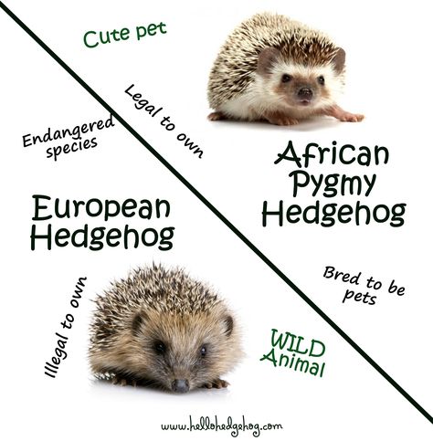 This meme does quite a good job of explaining the difference between wild European hedgehogs and African Pygmy Hedgehogs that some people keep as pets. Personally, I don't think any species of hedgehog should be kept as a pet. African Hedgehog, Hedgehog Care, Hedgehog Cage, Hedgehog Drawing, Pygmy Hedgehog, Hedgehog Pet, Baby Hedgehog, Pocket Pet, This Meme