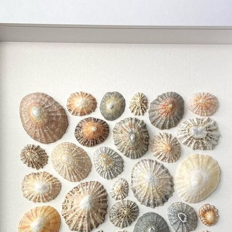 Dorothy | Traigh Alba on Instagram: "This limpet piece from Sanna Bay in Ardnamurchan will be available in my shop when it re-opens. Limpets are pretty ubiquitous and often overlooked, but I love their endlessly variable colours and textures, oval shapes and radial ridges. Sanna is one of the most stunning beaches in Scotland - white sand haven at the most westerly point of the British isles. The limpet variety there was wonderful, captured in these soft neutral tones 🙂" Shell Images, Display Shells, Shells Decor, Shell Display, Limpet Shell, Shells Beach, Seashell Projects, Shell Frame, Shell Decor