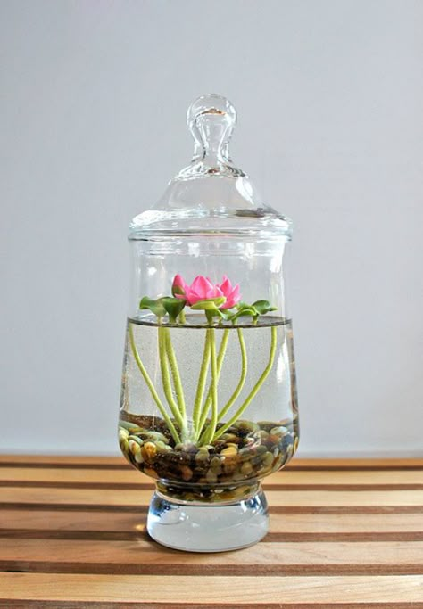 freshwater Water Terrarium, Terrariums Diy, Tanaman Air, Taman Air, Indoor Water Garden, نباتات منزلية, Terrarium Ideas, Green Things, Terrarium Diy