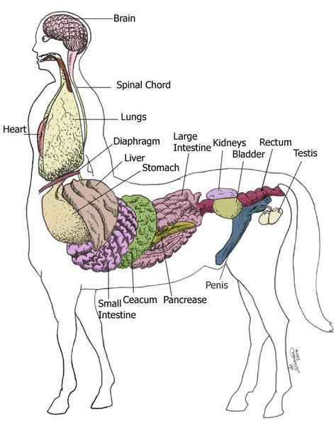 Internal Anatomy, Fantasy Creatures Mythology, Internal Organs, Mythical Creatures Art, Poses References, Mythological Creatures, Creature Concept Art, Mystical Creatures, Anatomy Reference