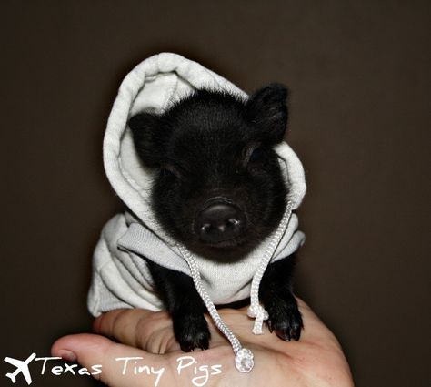 Black Pigs, Tiny Pigs, Cute Farm Animals, Miniature Pigs, Teacup Pigs, Cute Piglets, Mini Pigs, Cute Pig