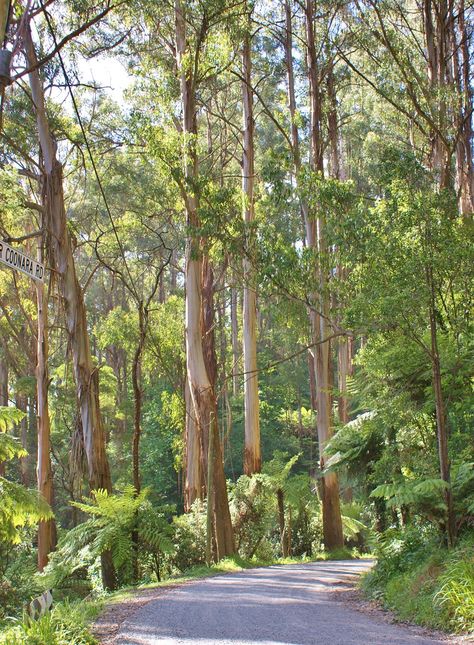 Eucalyptus forest | Karl Gercens | Flickr Eucalyptus Forest, Australia Landscape, Australian Trees, Tree Watercolor Painting, Landscape Painting Tutorial, Eucalyptus Tree, Australian Native Plants, Watercolor Paintings For Beginners, Herb Seeds