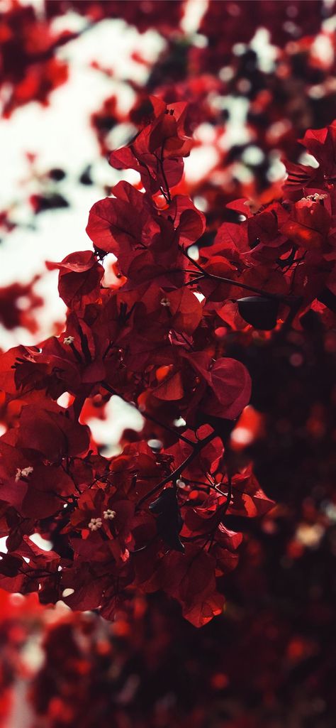 Iphone Background Red, Red Flower Wallpaper, Red Color Background, Dark Red Wallpaper, Vintage Flowers Wallpaper, Iphone Wallpaper Fall, Wallpaper Tumblr, Iphone Homescreen Wallpaper, Montage Photo