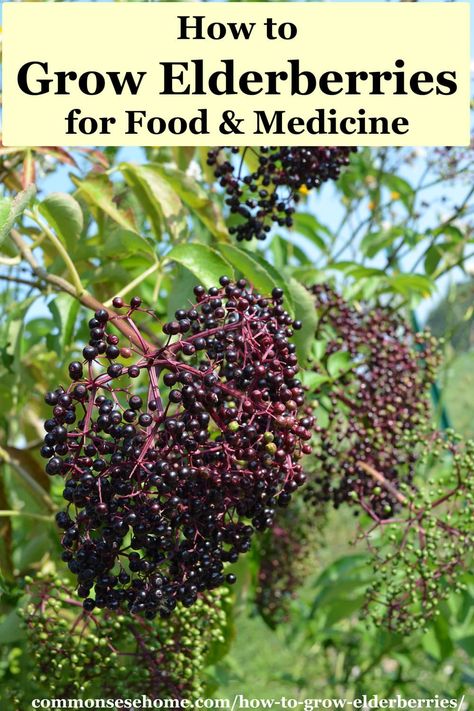 With the right growing conditions, it's easy to grow elderberries. We'll help you grow bunches of these superfood berries in your backyard. Soggy Yard, Natural Garden Ideas, Elderberry Growing, Elderberry Tree, Elderberry Benefits, Backyard Nursery, Elderberry Plant, Elderberry Bush, Texas Garden