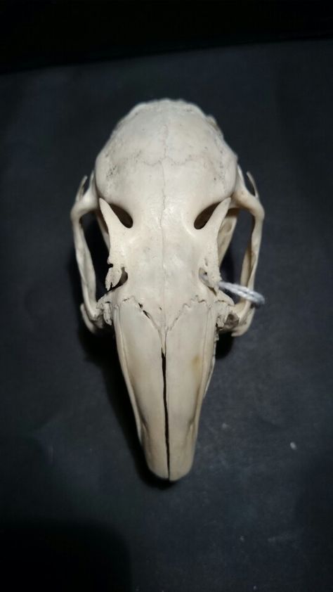 Rabbit skull (No animals were harmed on purpose) Magpie Skull, Rabbit Skull, Deer Skull Art, Vulture Culture, Strange History, Deer Skulls, Reference Photos, South Pole, Magpie