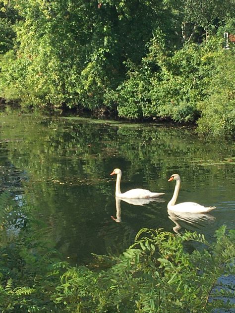 Dining Room Murals, Irl References, Swan Photography, Green Swan, Duck Pond, Swan Song, 1 Aesthetic, Green Bird, Cottage Core Aesthetic