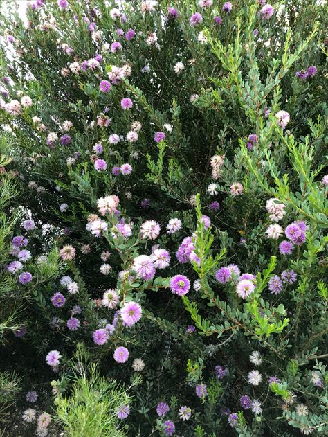 Melaleuca nesophila- Pink Melaleuca Zone 9 Flower color lavender to rose-pink 15-20’ H & W Lilly Garden, Slope Landscape, Landscaping A Slope, Australian Natives, Zone 9, 12 December, Native Garden, Seasonal Garden, Yard Design