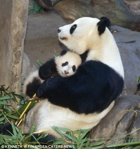 I can never resist a giant panda - especially when it's giving baby a hug. Panda Bears, Sukkot, Panda Love, Giant Panda, Baby Panda, Cute Panda, Sweet Animals, Animal Tattoos, Animal Planet