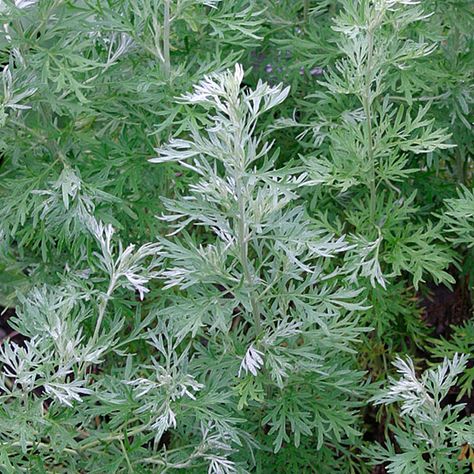 Evergreen Perennials, Powis Castle, Artemisia Absinthium, Mosquito Plants, Residential Landscape, Mosquito Repelling Plants, Fragrant Plant, Design Palette, Fine Gardening