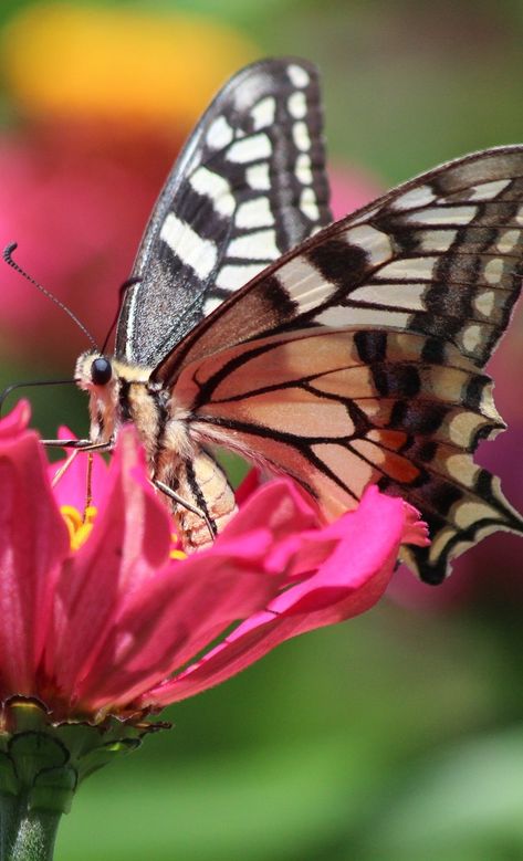 Butterflies Close Up, Butterfly Zoomed In, Butterfly Close Up Photography, Butterfly Close Up, Butterfly Up Close, Insect Anatomy, Caterpillar Art, Butterfly Eyes, Moth Caterpillar