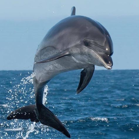 Common Bottlenose Dolphin, Dolphin Photos, Rabbit Colors, Sea Mammal, Bottlenose Dolphin, Beautiful Sea Creatures, Underwater Creatures, Marine Mammals, Whale Shark