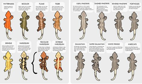 Crested Gecko Morph Types Animal Character Art, Crested Gecko Habitat, Crested Gecko Morphs, Gecko Cage, Crested Gecko Care, Gecko Vivarium, Leopard Gecko Morphs, Gecko Tattoo, Cute Animal Character