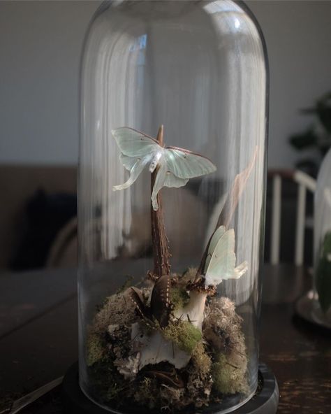 Butterfly Dome Display, Entomology Wedding, Moth Terrarium, Butterfly Pinning, Moth Wedding, Butterfly Cloche, Moth Display, Bug Pinning, Clay Robot