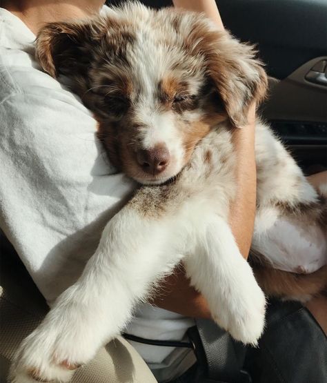 Aussie Puppies, Aussie Dogs, Super Cute Puppies, Cute Animals Puppies, Baby Animals Pictures, Cute Little Puppies, Cute Dogs And Puppies, Shepherd Puppies