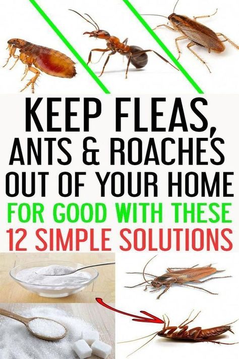 Learn the best home remedies to get rid of roaches fast with essential oils and vinegar in your apartment or in the house. Discover 11 DIY home remedies for killing roaches and insects naturally with borax. #killroaches #diy #roachtraps #cockroach Home Remedies For Roaches, Apartment Pets, Cockroach Repellent, Home Remedies For Fleas, Kill Roaches, Bug Spray Recipe, Flea Remedies, Rid Of Ants, Diy Pest Control