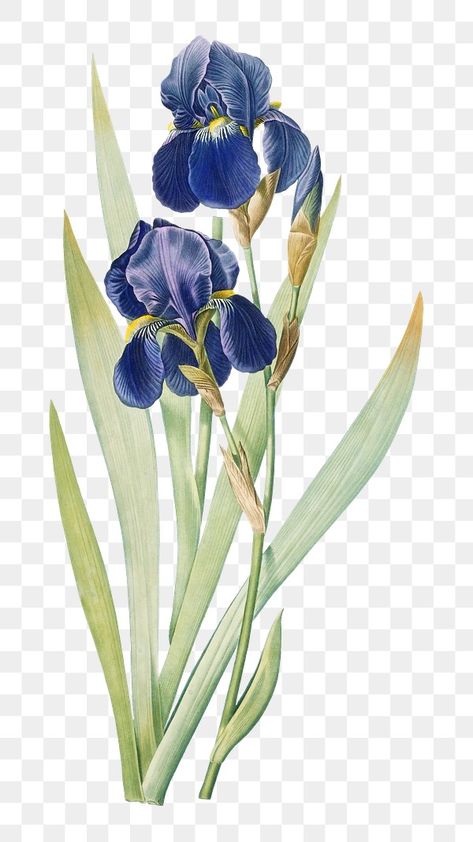 Blue Flower Png, Blue Iris Flowers, Blue Iris, Iris Flower, Haifa, Flower Vintage, Iris Flowers, Botanical Drawings, Vintage Artwork