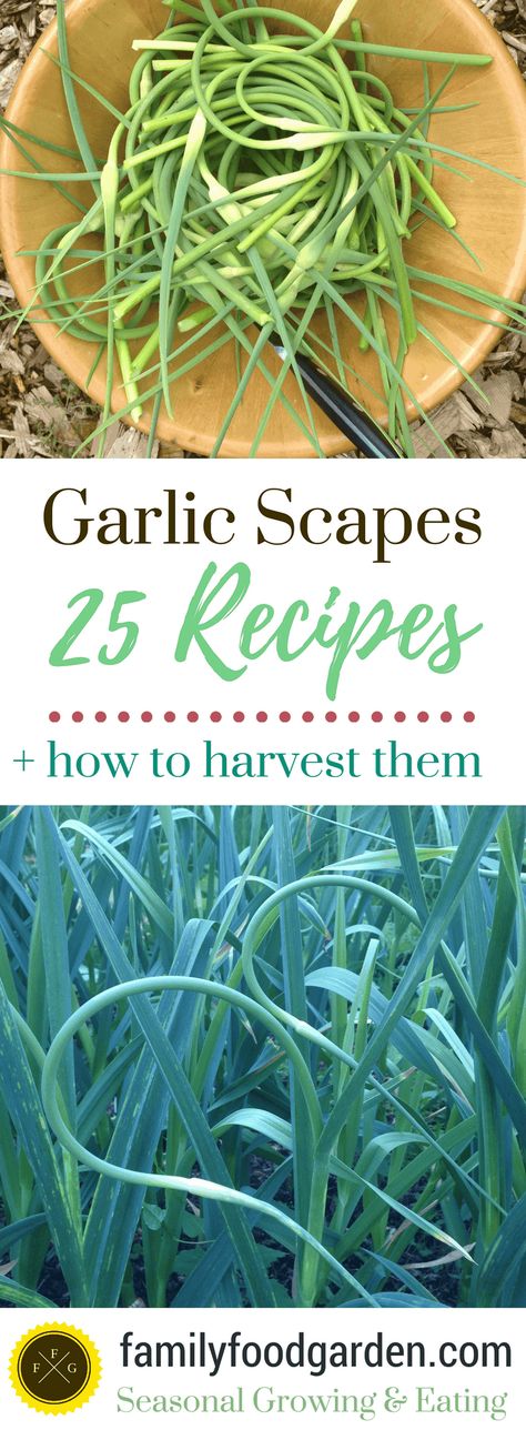 Garlic Shoots Recipes, Garlic Flowers Recipe, Garlic Scapes Recipes, Scapes Recipes, Garlic Varieties, Scape Recipes, When To Harvest Garlic, Garlic Shoots, Harvest Garlic