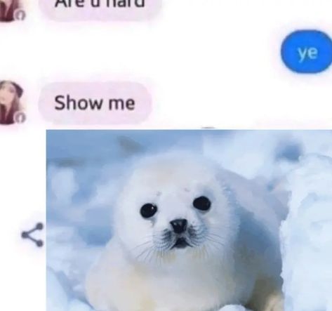 Seal Matching Pfp, Seal Icon, Cute Seals Pup, Cute Seal Photos, Silly Seal Pictures, Funny Seals, Laika Dog, Seal Meme, Seal Memes Hilarious