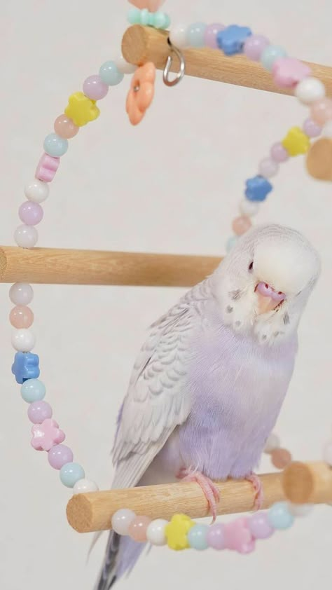 Purple Budgie, Cute Bird Cage, Bird Avery, Cute Budgies, Bird Person, Budgies Bird, Fear Of Falling, Budgie Parakeet, About Rainbow