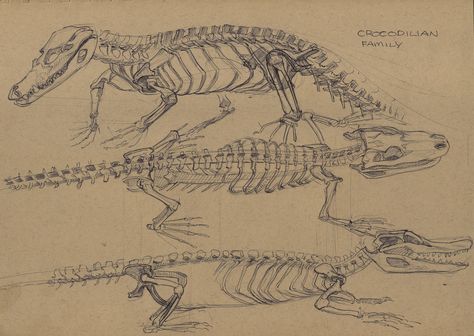 crocodile skeleton | Flickr - Photo Sharing! Crocodile Skeleton, Bleach Designs, Comparative Anatomy, Medical Drawings, Skull Anatomy, Skeleton Anatomy, Skull Sketch, Grunge Posters, Animal Anatomy