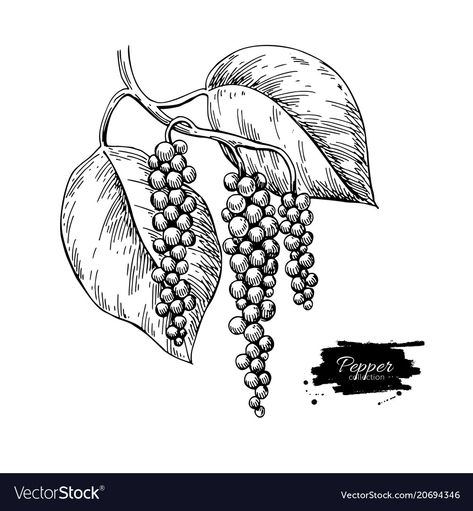 Pepper Plant Drawing, Acorn Drawing, Black Pepper Plant, Branch Drawing, Pepper Plant, Branch Vector, Tree Sketches, Pen Art Drawings, Drawing Frames